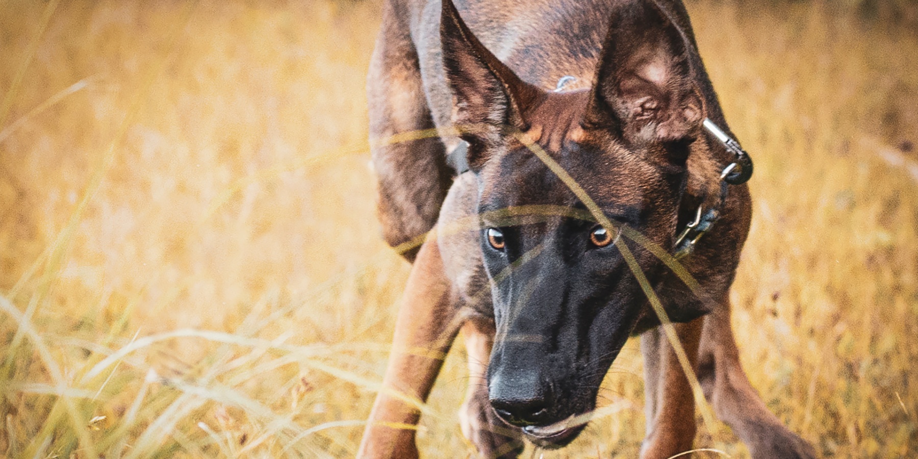 The Origin of the Belgian Malinois